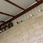 39 حمام انثى وذكر