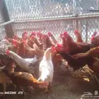 ديوك بشاير العمر 3 شهور ونص