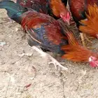 ديوك عربي فري