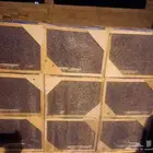 نحل مصري علي الشرط خالي من الامراض