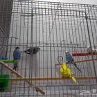 طيور للبيع لاعلى سومه بدون القفص 5