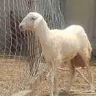 رخل حريه صنف فاخر