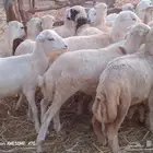 رخال رفيدي من 650 جمله لعدد 55