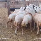 رخال رفيدي لعدد 45 من 700 جمله