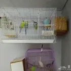 3 اجواز بادجي للبيع سريع
