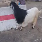 تيس سديس