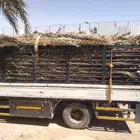 سعف نخيل أخضر جديد للعرايش والمظلات