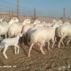 ضان ميدي ورفد