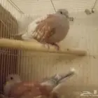 يمام هولندي منتج