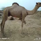 بعير اركي للبيع ولا يسوم الا صامل