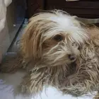 كلب مالتيز انثى عمر سنه لعوب اليفه