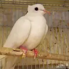 يمام هولندي