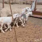ما شاء الله وتبارك الله أعرض لكم غنم حريات رخال خلفات
