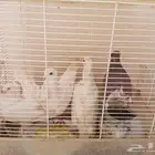 حمام فرنسي صحه شرط يكلون رز و خبز
