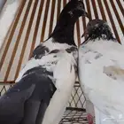 للبيع جوز حمام تركيب جديد