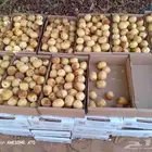 مناصيف هلالي