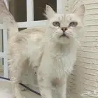 قطه ذكر شيرازي وقطه انثى هملايا واطفالها الاثنين زكر وانثى