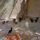 تم البيع