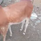 البيع بقرة