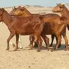 معزاء محايليه دفيع ومضاريع طيبه لي البيع