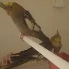 كروان كوكاتيل