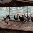 دجاج للبيع شرط الصحه والنظافه