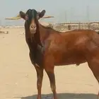 فحل محايلي طيب لي البيع