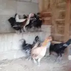 دجاج بلدي فاخر