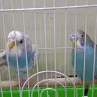 عصافير جوز جديده مشتريتها الى قبل اسبوع