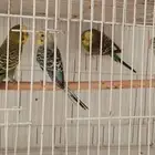 زوج بادجي وفردتين