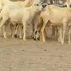 ضان رفد خلفات طيبه لي البيع