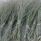 مرخ طازج للبيع