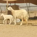 نعجه حريه خلفه طيبه لي البيع