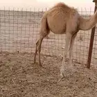 قعود أوضح للتربيه