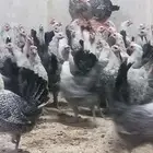 بيض فيومي مخصب نسبه الخصوبه 99  100