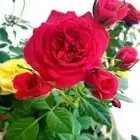 شتلات ورد و زهور و اشجار مزهرة