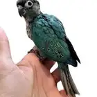 كنيور بلوشيك فرخ