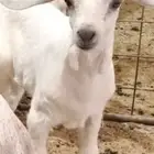 دواغير تيوس وجفار
