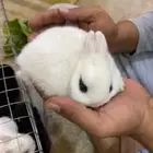 صغار ارانب قزم نذرلاند