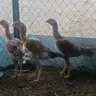 دجاج باكستاني شامو ياباني