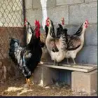 دجاج تركي ياهل طبرجل