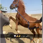 مهر شعبي
