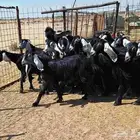 جفرات عوارض مقاني دفيع العدد 18 با الفحل