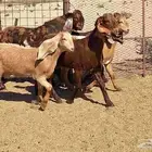 جفرات مصريات اصل درجه اولي تأسيس مراح العدد 5 با الفحل