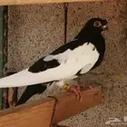 حمام شاينيز صيني
