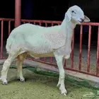 للبيع مشاريع فحول حريات صنف