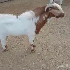 فحل جنوبي