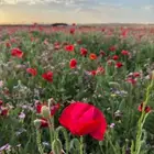 بكج بذور ازهار الربيع البرية