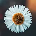 تسجيل خدمات إلكترونية حساب المواطن الضمان الاجتماعي المطور
