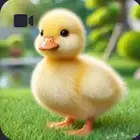 للبيع صوص بط بكيني